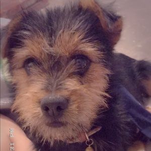 Meet your Posher, Priscilla